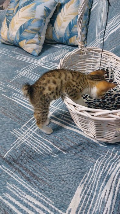 Отдам в добрые руки двух котят.