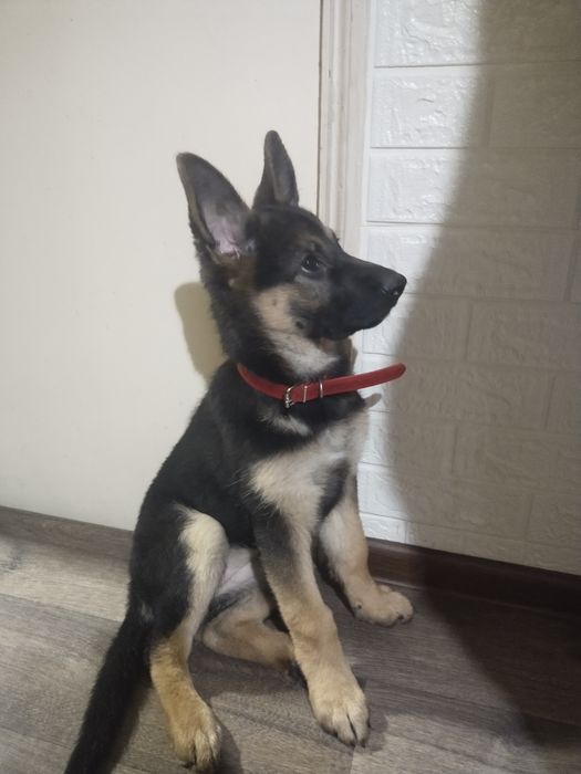 Немецкая овчарка девочка