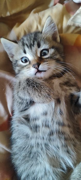 Отдам котенка в добрые ручки
