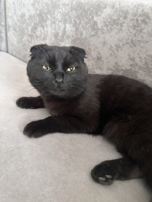 Отдам котика подобрали на улице