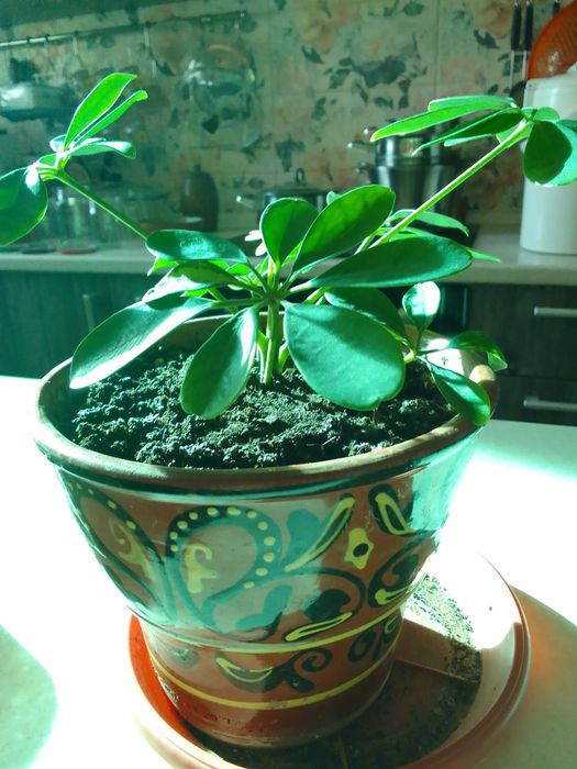 Комнатные цветы .