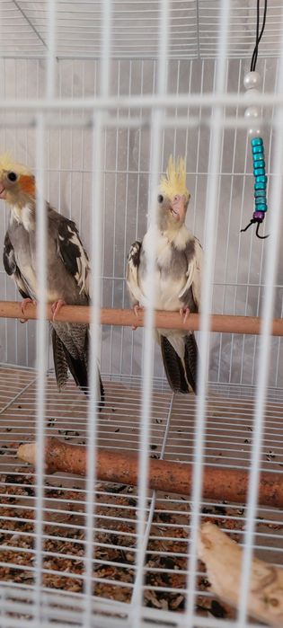 Продам попугаев корелл