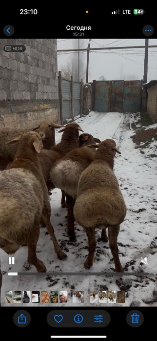 Кошкарлар сатылады