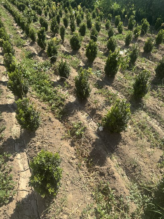 Самшит оптом.  .