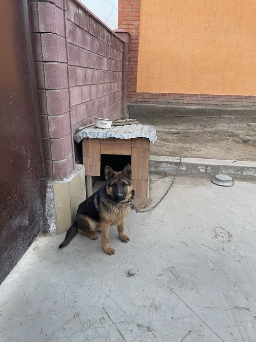 Продается немецкая овчарка