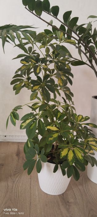 Комнатные  цветы