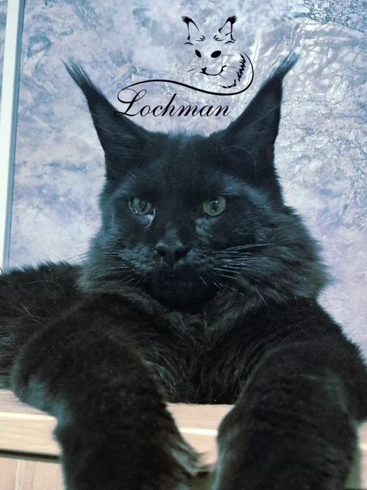 Котята породы Мейн-кун