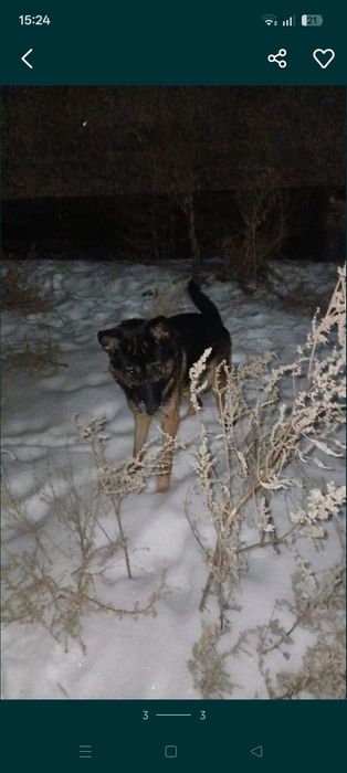 Продам щенка немецкая овчарка девочка