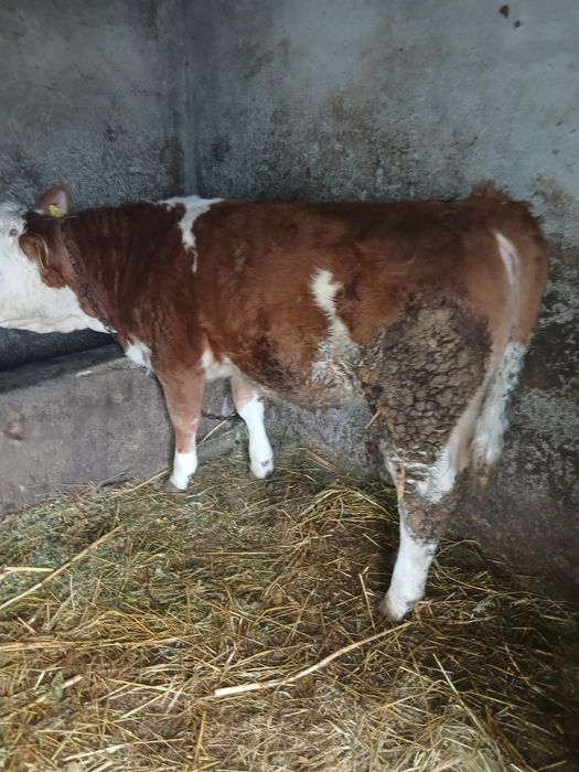 Vand doi vitei si o vitea