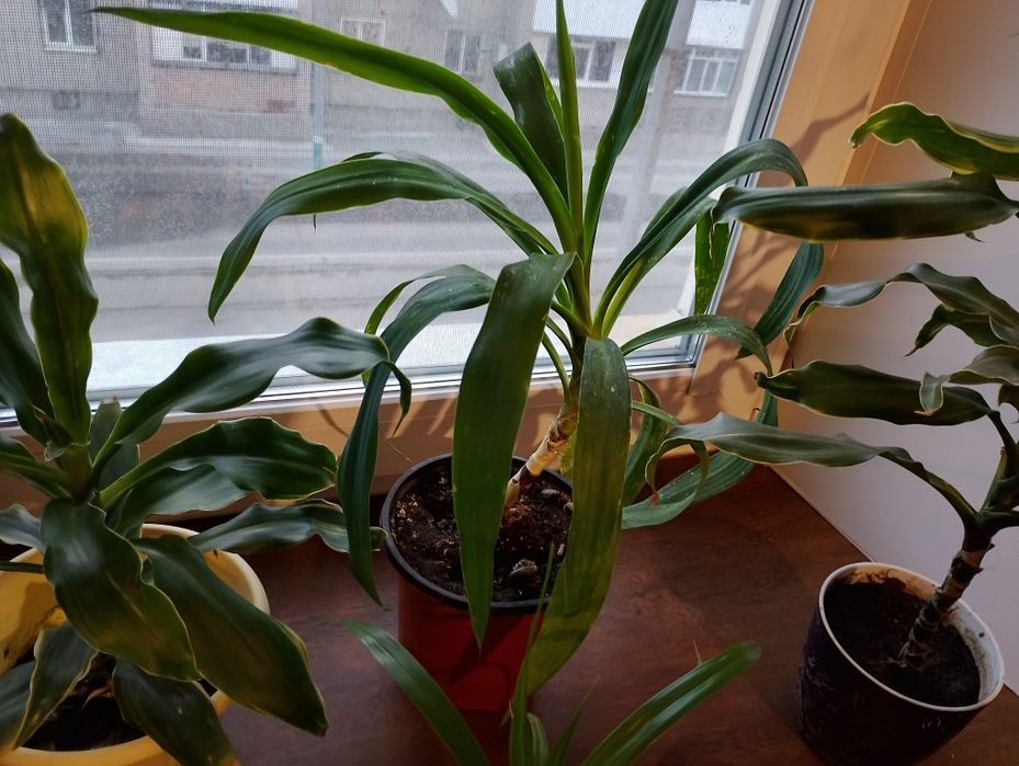 Драцена Юкка Пандалус