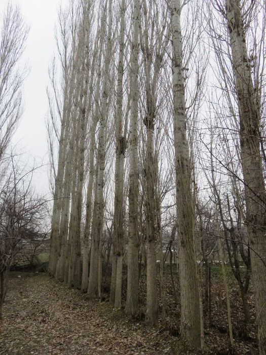 Продается Тополь 50 штук! Терак сотилади 50 дона!