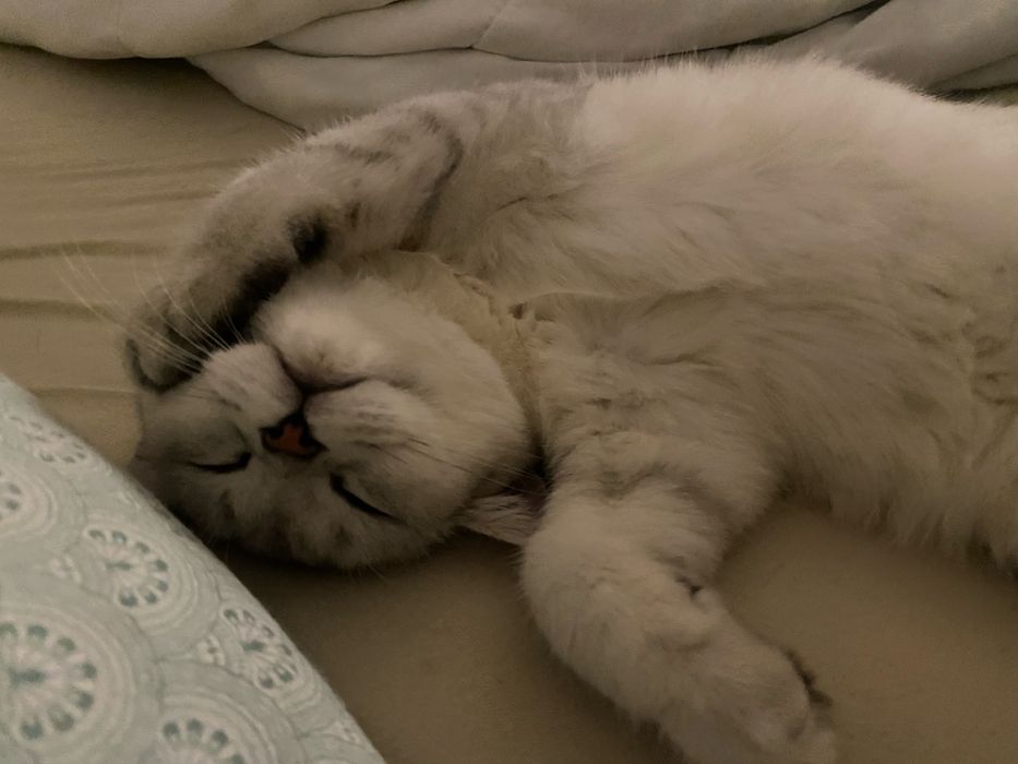 Сребърна късокосместа мъжка чинчило