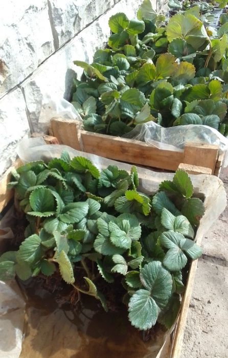 Продам ремонтную клубнику.