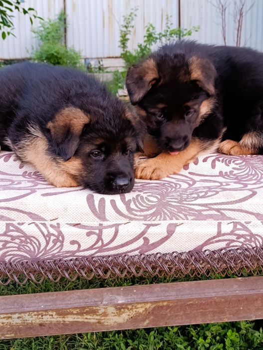 Продается немецкий щенки