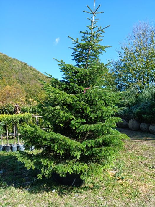 Amenajare gradina cu gazon, plante și pavaj din piatra