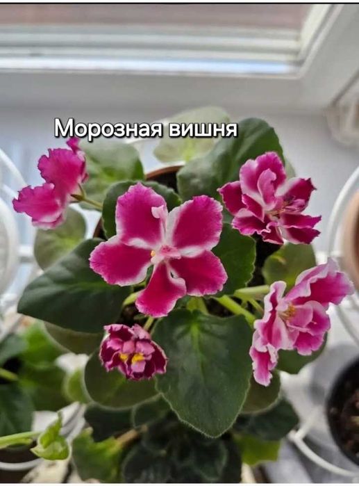 Фиалки сортовые.