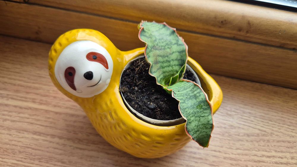 Экзотическая сансевьерия Кирки Сильвер блю комнатные цветы.