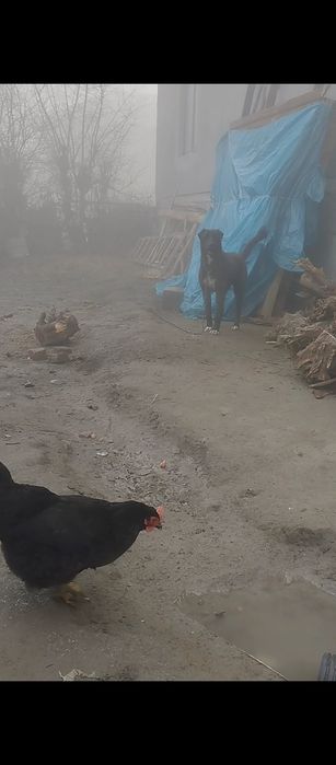 Alabay kuchuk sotiladi