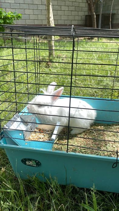 Декоративный кролик