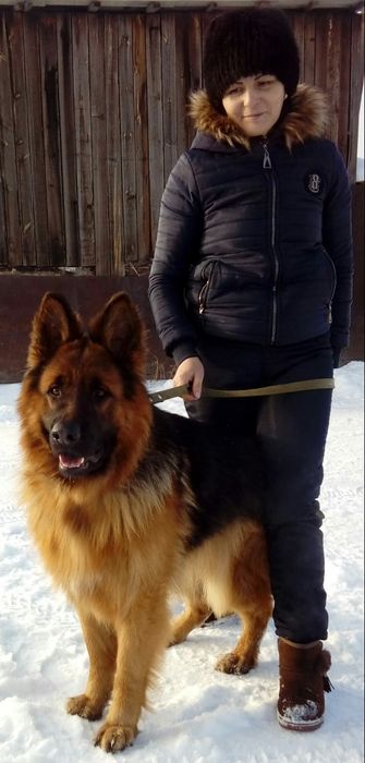 Немецкая овчарка