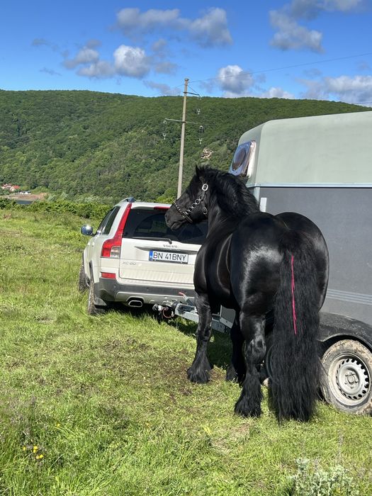 Armasar pentru monta !