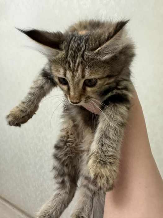 Котенок в добрые руки