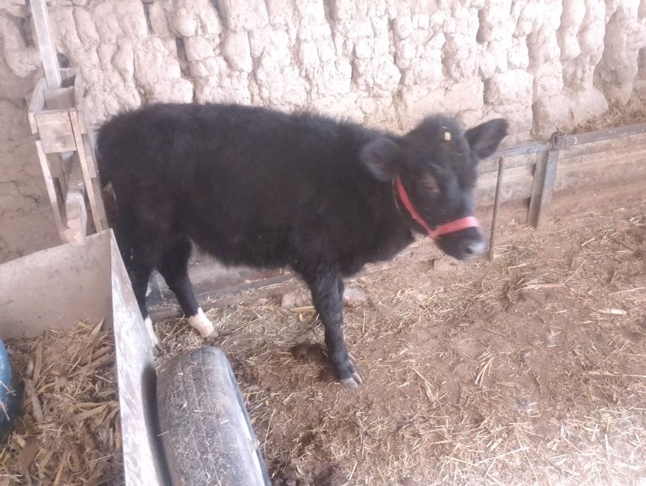 Yuvosh ona bola sigir sotiladi