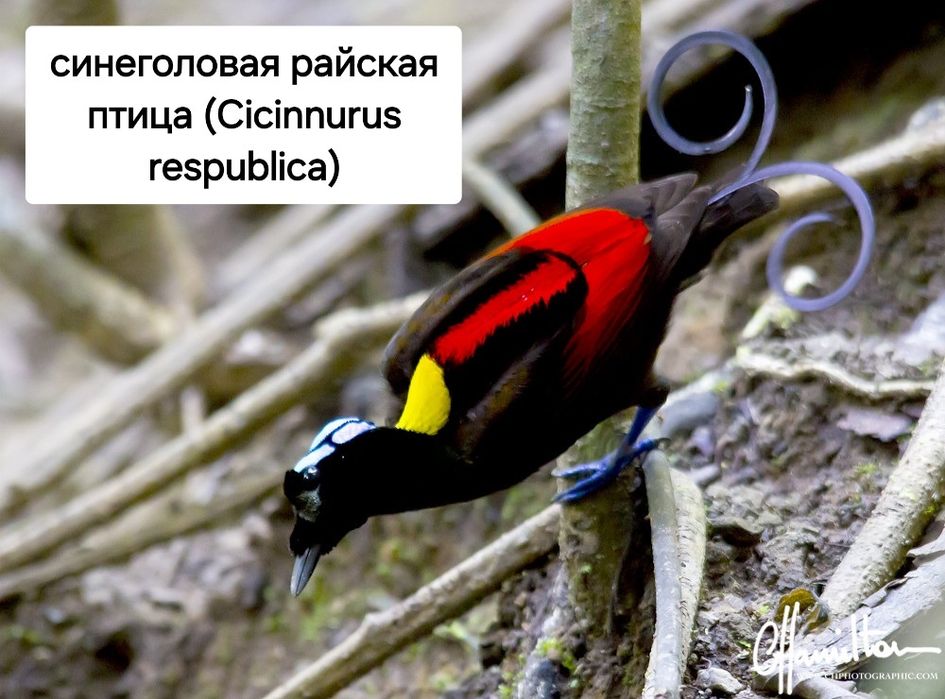 Райская птица разные породи