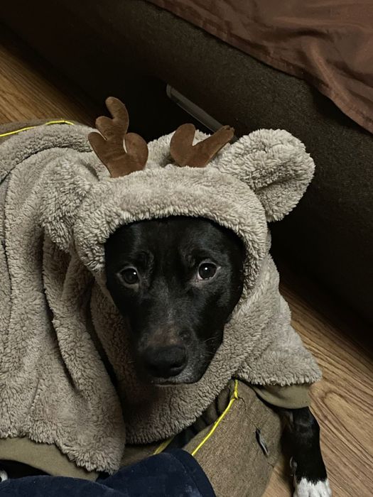 Зоогостиница передержка для домашних любимцев