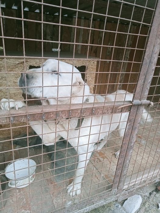 Пристраивается алабай сука