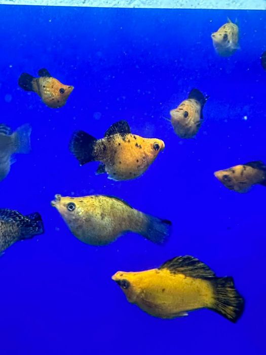 Рыбка для аквариума Магазин