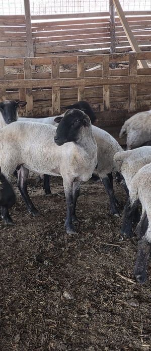 Berbeci suffolk cu pedigree