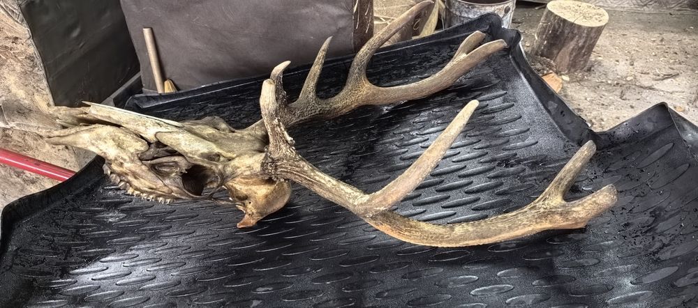 Еленски рога с главата