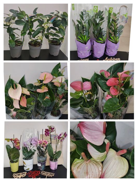 Живые комнатные цветы в ассортименте