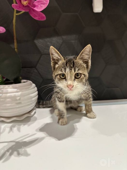 Отдам котенка бесплатно