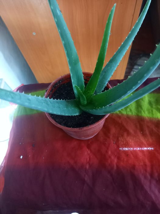 Продам комнатные цветы