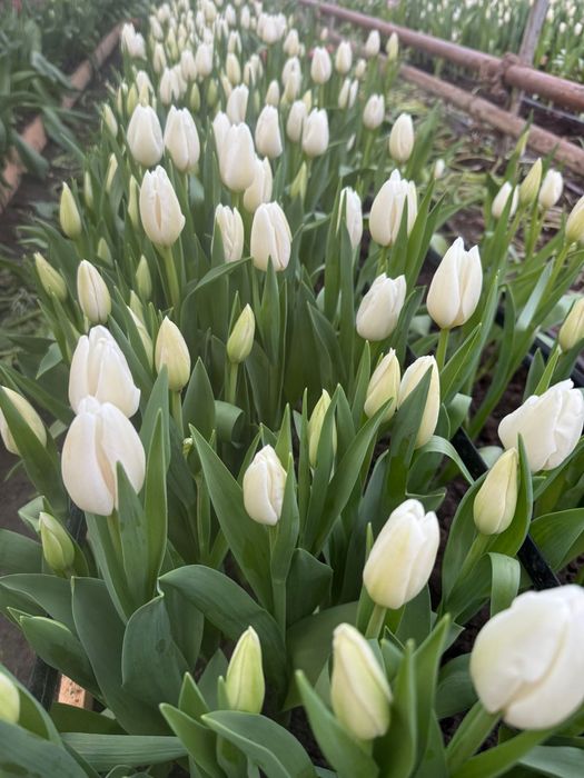 Тюльпаны оптом из теплицы