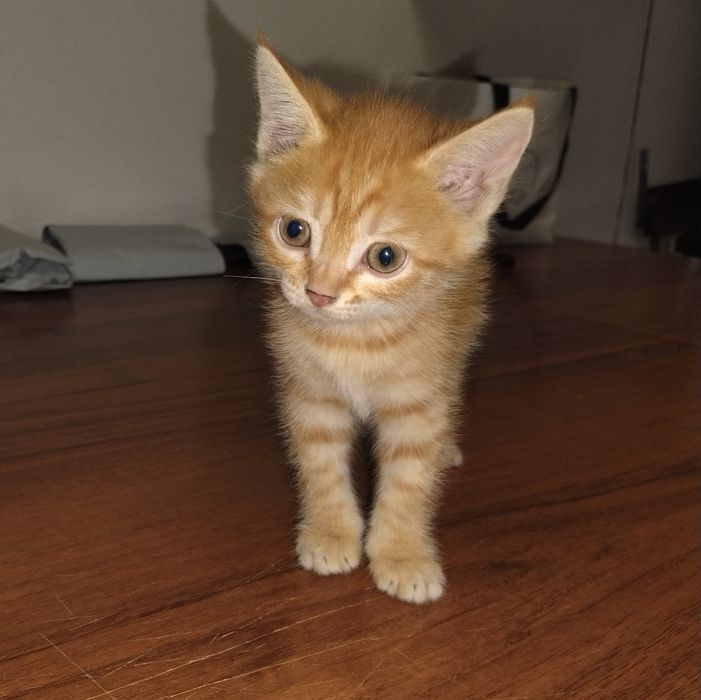 Отдаю котят в добрые руки