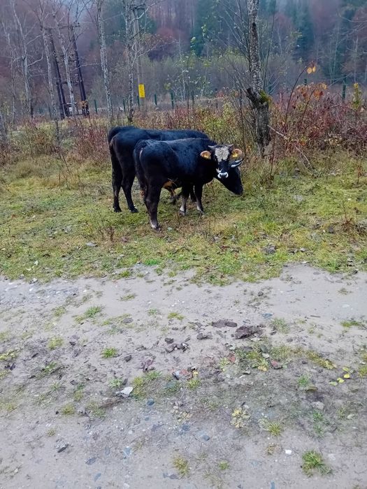 Viței  , animale vii