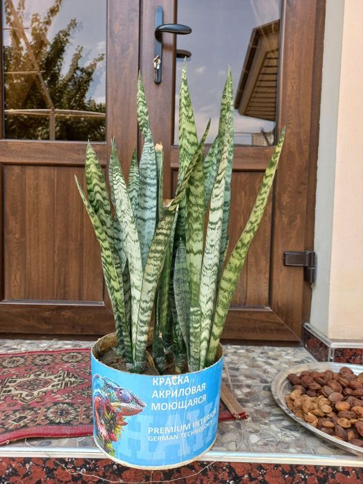 Домашние цветы Гуллар