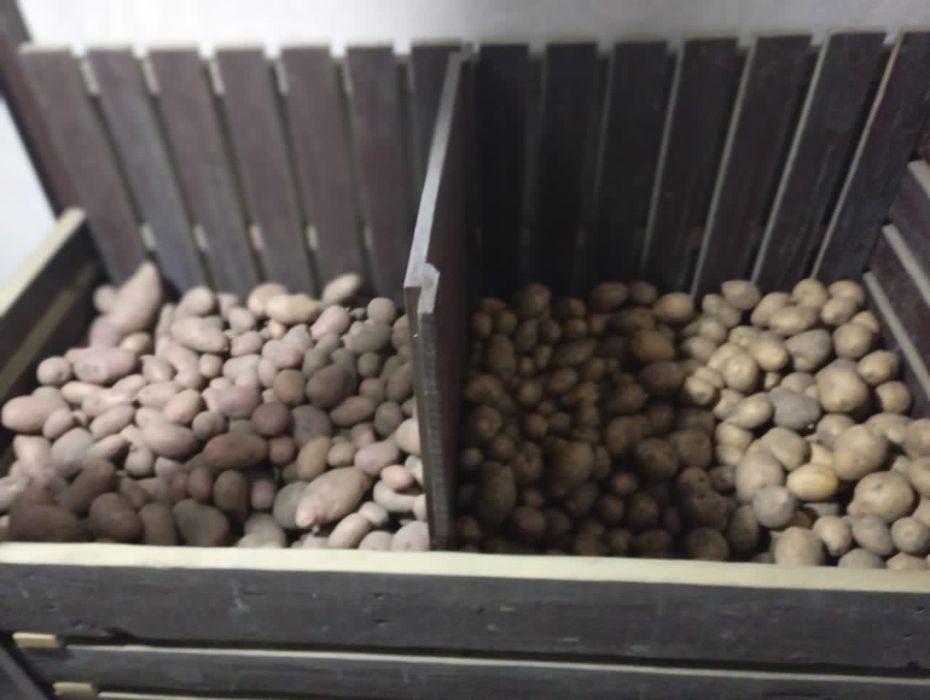 Продам картофель