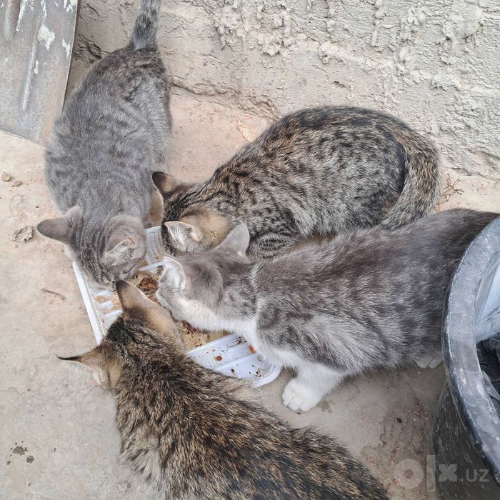 Котята отдается в добрые руки