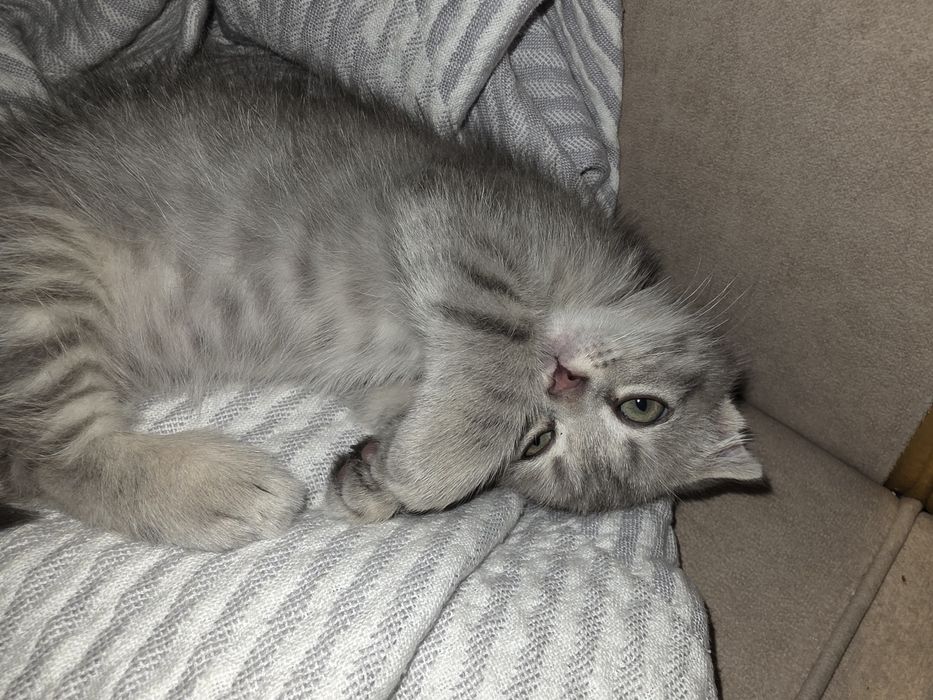 Вислоухий котенок