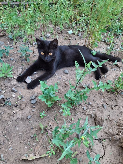 Отдам бесплатно кошку