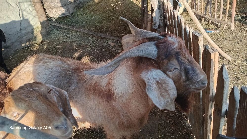 Avgʻon echkisi echki bogʻoz takasi ham bor avgʻon taka