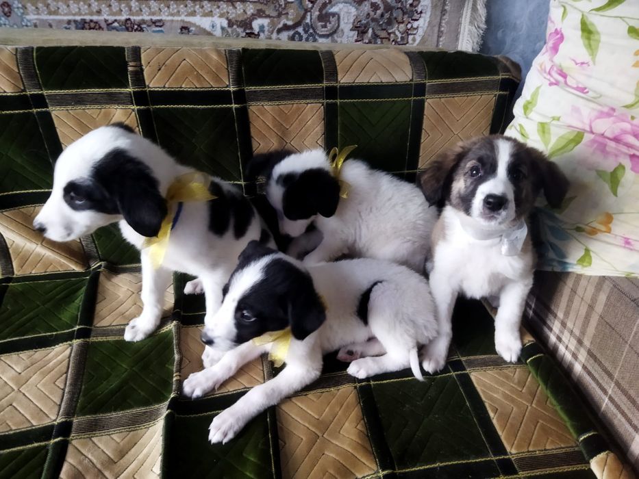 Щенки! В ОПИСАНИЕ!!!