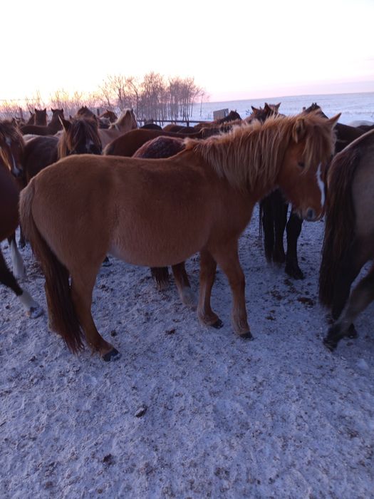 Құла байтал сатылады, буаз