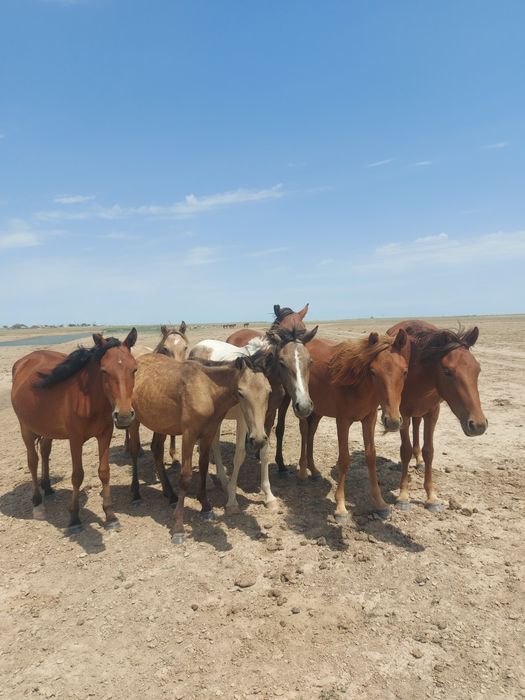 Бір үйір жылқы сатылады