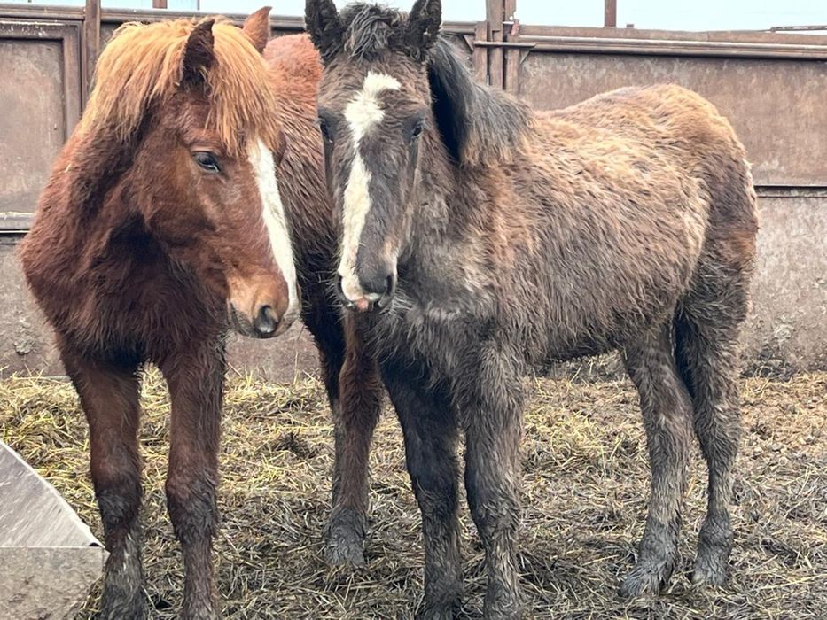 Продам жеребят!!