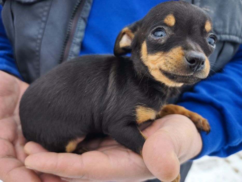 Продавам пинчери